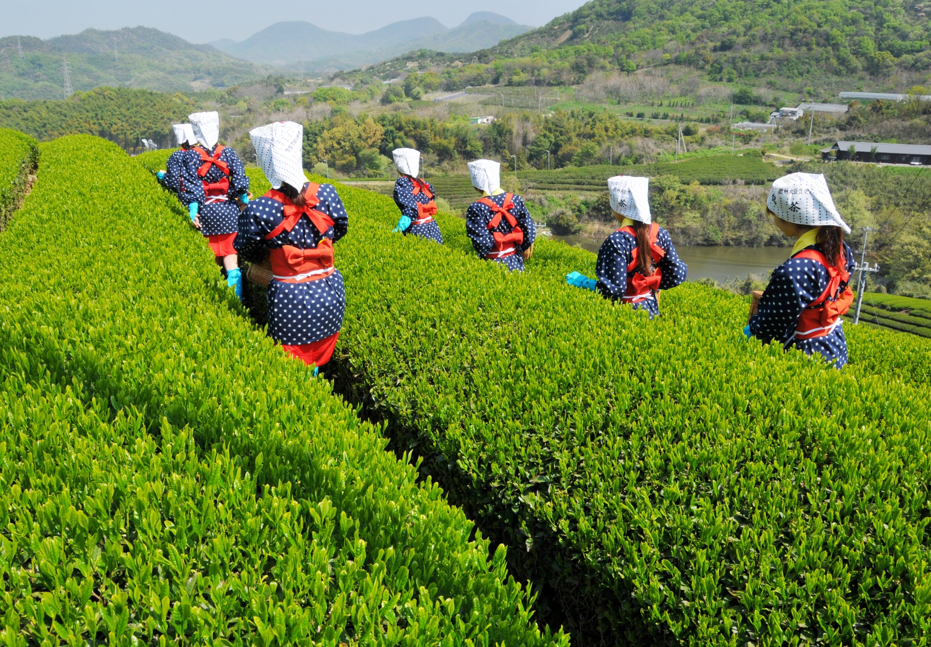 18年春版 京都 滋賀 奈良で茶摘み体験ができる茶農園 お茶と日常を旅するマガジン Teapot Mag